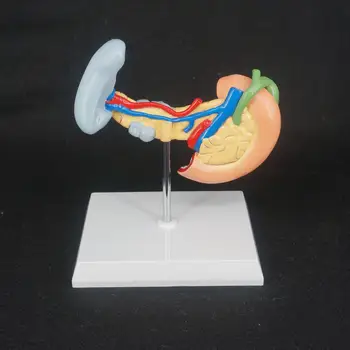 PVC Ľudskej Pečene, Pankreasu a Dvanástnika Anatomický Model Anatómie Lekárskej Učebné Zdroje